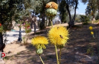 Tarihi Güvercinada Kalesi’nde Tülüşahlar çiçek...