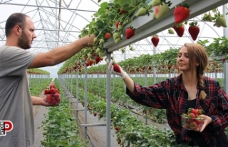 Aydın Ovası’nda çilek üretim alanları her geçen...