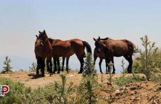 Çift sezonunu tamamlayan atlar, baharın tadını...