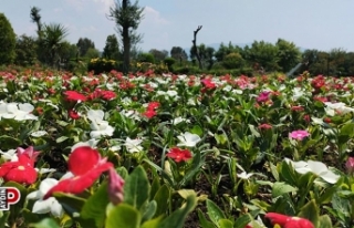 Çine Belediyesi çalışıyor ilçe güzelleşiyor