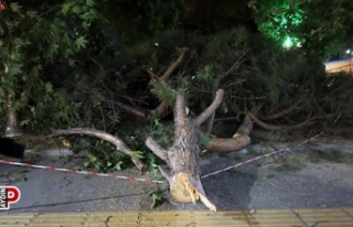 Fırtına ağacı devirdi