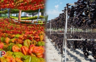 Kuru patlıcan ve kuru biber buradan dünyaya açılıyor