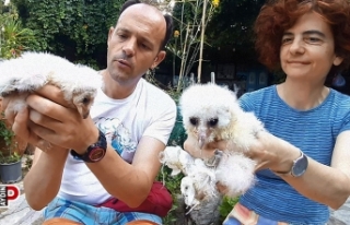 Yaralı peçeli baykuşlar, doğaya salınacağı...