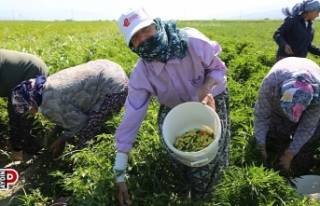 Yüzde Yüz Kadın Emeği Tarımsal Ürün Fabrikası...