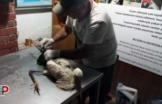 Zifte bulanan leylek kurtarıldı