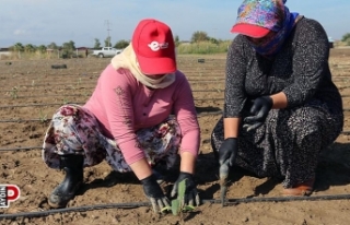 Efeler Belediyesi, enginar üretimine devam ediyor