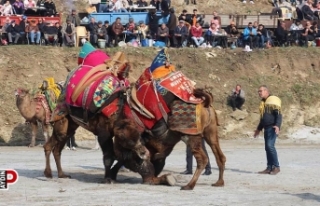 Aydın’da deve güreşi sezonu başlıyor