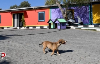 Kuşadası’nın sokak hayvanları sevgi ve müziğin...