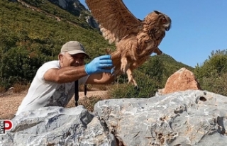 Tedavisi tamamlanan baykuş özgürlüğe kanat çırptı