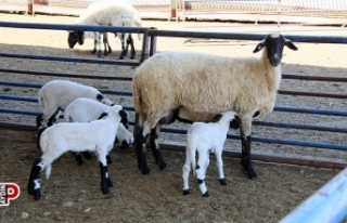 ABB’nin Sakız Koyunu Çiftliği’nde doğumlar...