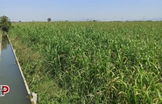 Aydın’da yem bitkilerinin ekimi yaygınlaştırılıyor