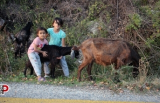 Hem kardeşine, hem de keçilere bakıyor