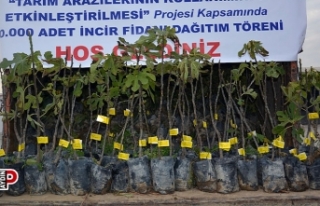 10 bin adet sarı lop incir fidanı dağıtıldı