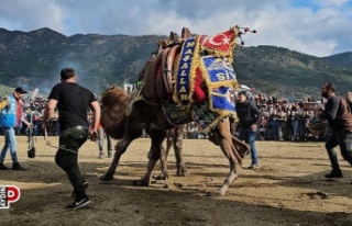Develer güreşti, izleyenler coştu