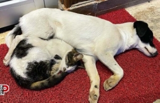 Ezeli düşmanların dostluğu görenlerin içini...