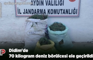 Didim'de 70 kilogram deniz börülcesi ele geçirildi