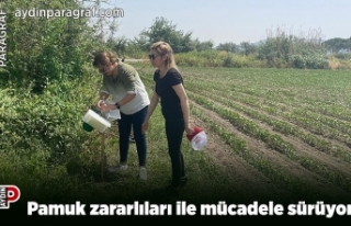 Pamuk zararlıları ile mücadele sürüyor