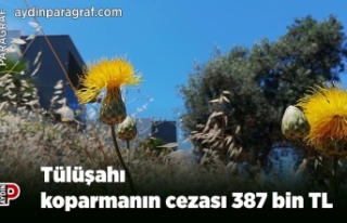 Tülüşahı koparmanın cezası 387 bin TL
