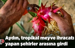 Aydın, tropikal meyve ihracatı yapan şehirler arasına...