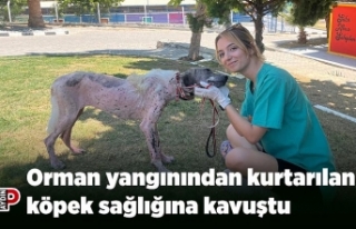 Orman yangınından kurtarılan köpek sağlığına...
