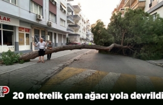 20 metrelik çam ağacı yola devrildi