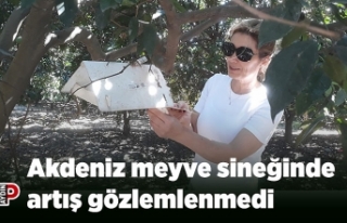 Akdeniz meyve sineğinde artış gözlemlenmedi