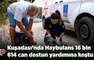 Kuşadası’nda Haybulans 16 bin 614 can dostun yardımına...