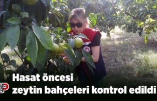 Hasat öncesi zeytin bahçeleri kontrol edildi