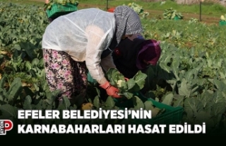 EFELER BELEDİYESİ’NİN KARNABAHARLARI HASAT EDİLDİ