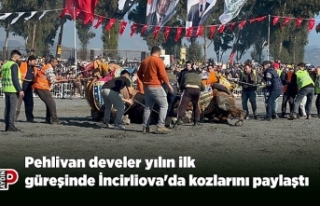 Pehlivan develer yılın ilk güreşinde İncirliova'da...
