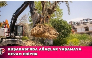 KUŞADASI’NDA AĞAÇLAR YAŞAMAYA DEVAM EDİYOR