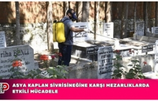 ASYA KAPLAN SİVRİSİNEĞİNE KARŞI MEZARLIKLARDA...