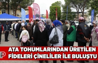 ATA TOHUMLARINDAN ÜRETİLEN FİDELERİ ÇİNELİLER...