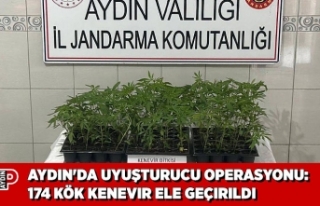 AYDIN'DA UYUŞTURUCU OPERASYONU: 174 KÖK KENEVIR...