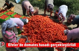 Efeler’de domates hasadı gerçekleştirildi
