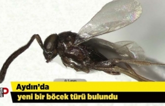 Aydın’da yeni bir böcek türü bulundu