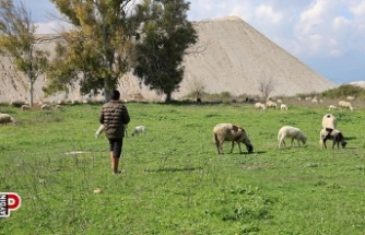 Genç çoban çok sevdiği koyunlardan kopamıyor