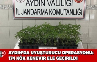AYDIN'DA UYUŞTURUCU OPERASYONU: 174 KÖK KENEVIR ELE GEÇIRILDI