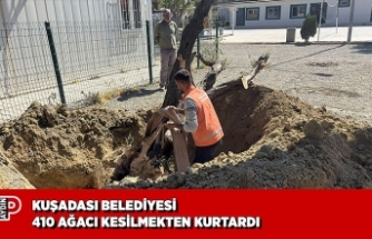 KUŞADASI BELEDİYESİ 410 AĞACI KESİLMEKTEN KURTARDI