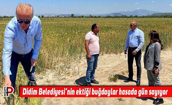 Didim Belediyesi’nin ektiği buğdaylar hasada gün sayıyor