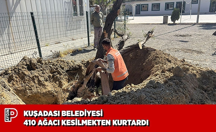 KUŞADASI BELEDİYESİ 410 AĞACI KESİLMEKTEN KURTARDI